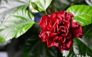 Особенности выращивания китайской розы (гибискуса) и правила ухода за растением Китайская роза как правильно размножить черенками