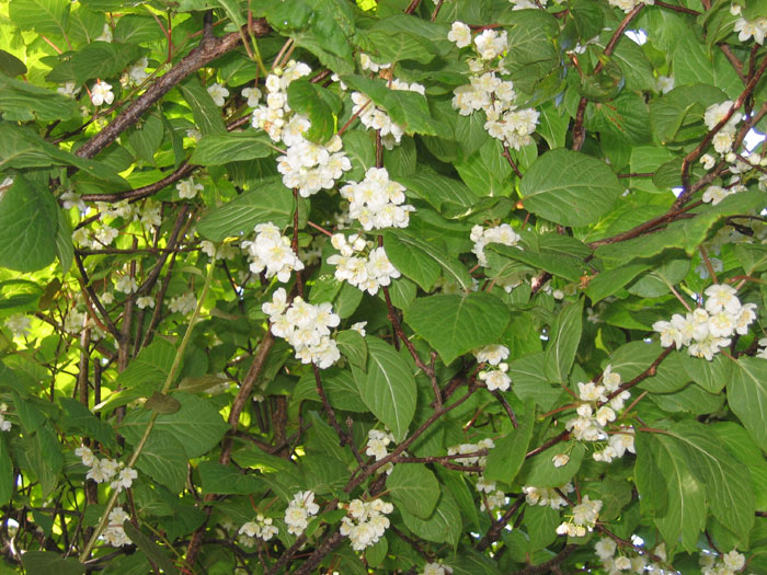 Vokser i et kaldt klima (Actinidia - fremtidens bær)