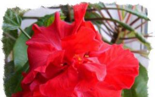 Молитвенный цветок у вас дома: калатея и уход за ней
